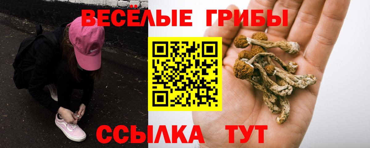Псилоцибиновые грибы Psilocybine cubensis Югорск